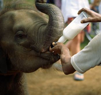 elephant-drinking-milk.jpg