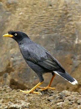 Gambar Berbagai Jenis Jenis Burung Jalak Dan Keterangannya
