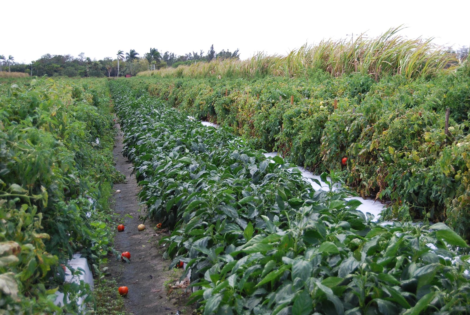 Helen A. Lockey Red Bell Pepper Bedner's Florida UPick Style