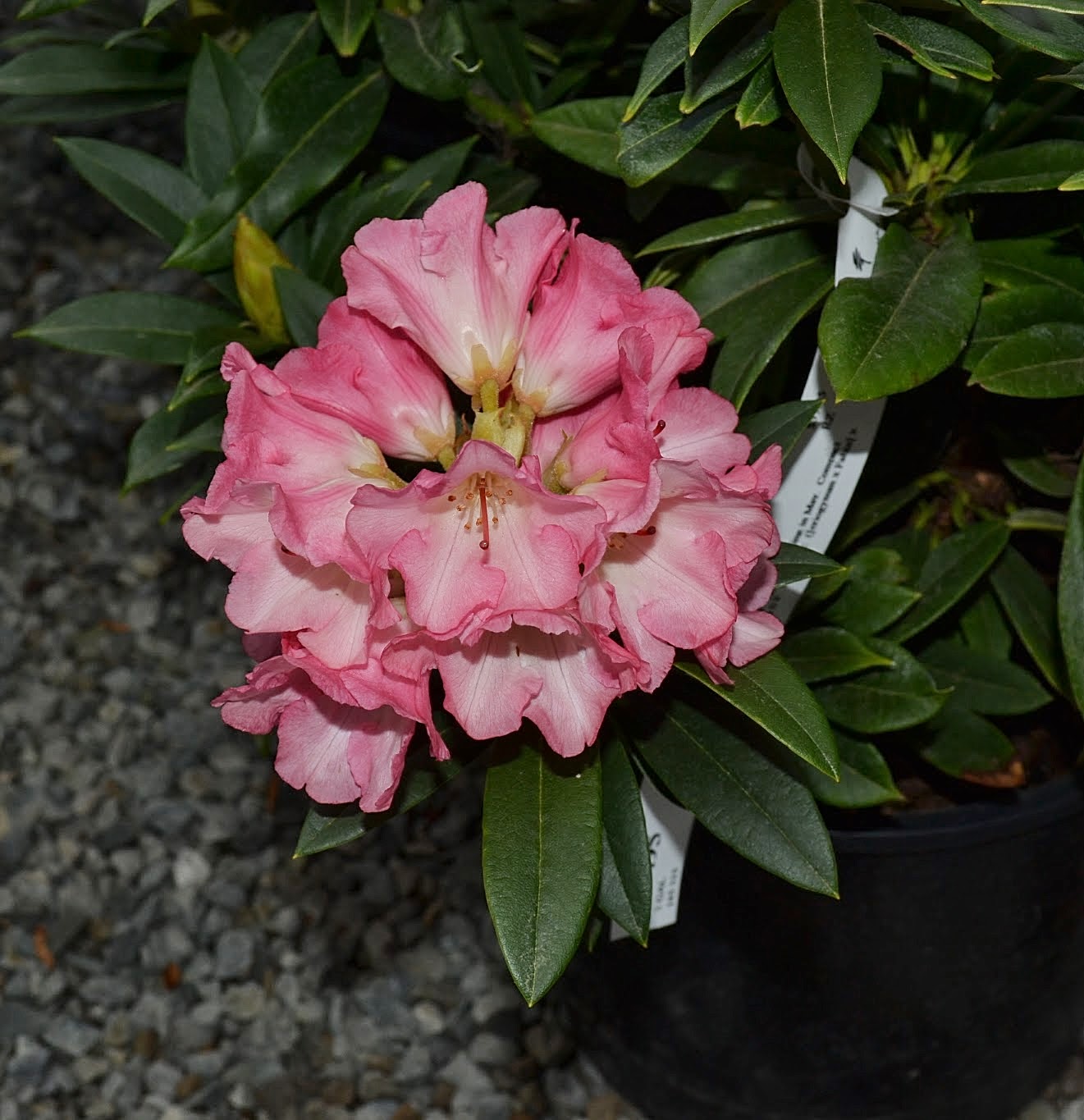 Urban Landscape Native Landscape The Yellow Garden