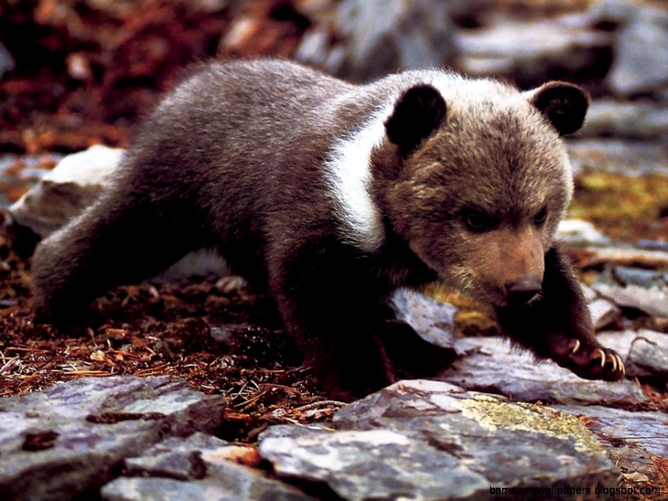 Bear Pictures   Grizzly Bear Cub On All Fours Bear Pictures   Grizzly Bear Cub On All Fours