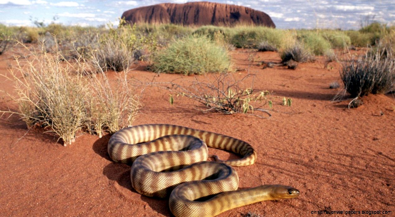 Australian Desert Snakes Australian Desert Snakes