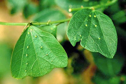 Get Mimicry And Deception In Animals And Plants A Particular Group For Android Get Wallpaper Mimicry And Deception In Animals And Plants A Particular Group Desktop Wallpaper Free