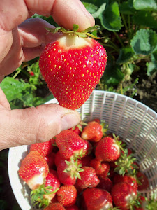 Big, Fresh, Delicious, Homegrown Strawberries