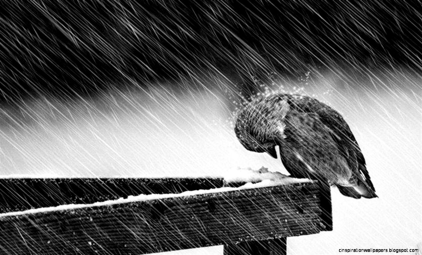Rain HD Wallpapers Rain HD Wallpapers