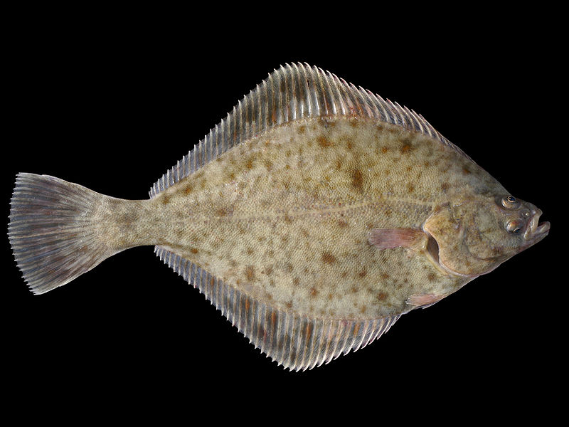 European Flounder - Fishes World - HD Images & Free Photos