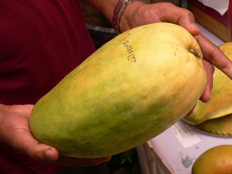 Smart Life World Hyderabad Mango Competition