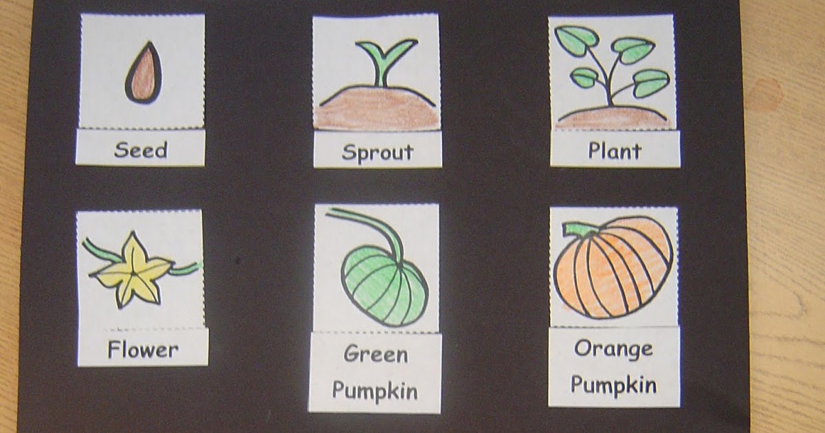 Mrs. T's First Grade Class: Life Cycle of a Pumpkin