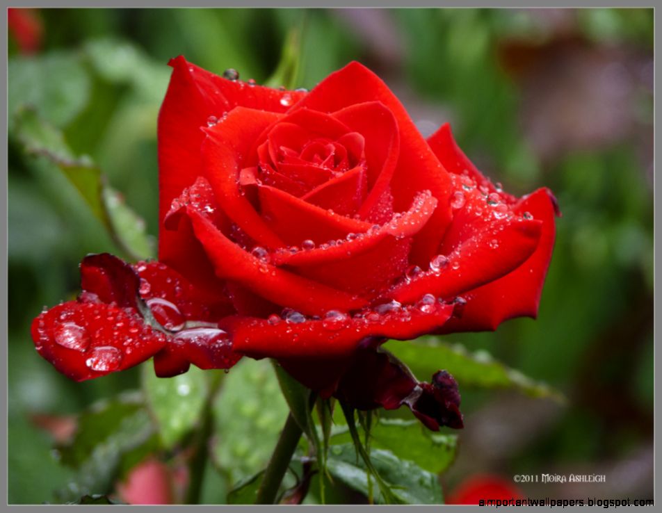 DeviantArt More Like Red Rose Blooming in Rain by Mogrianne DeviantArt More Like Red Rose Blooming in Rain by Mogrianne