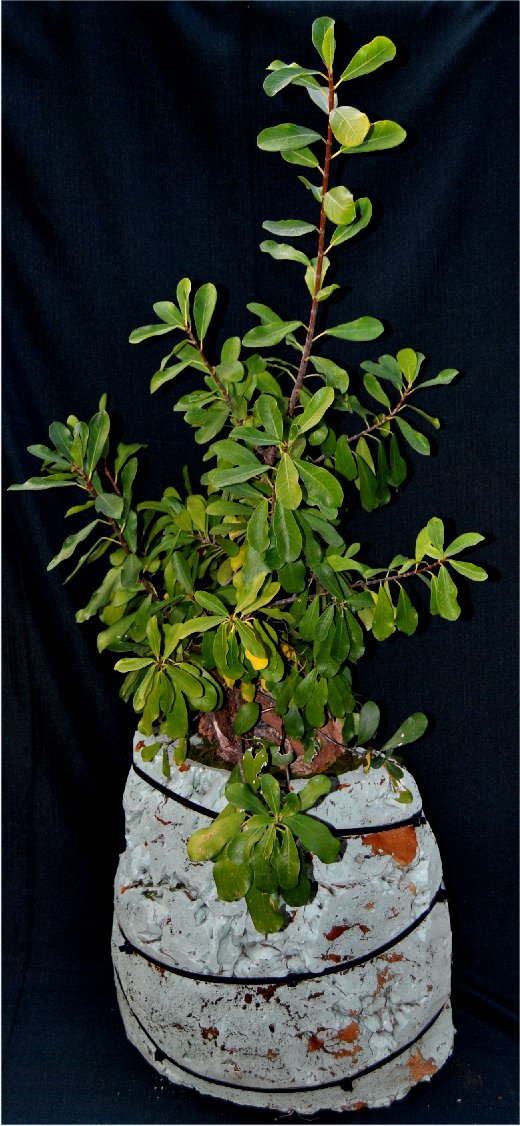LENNARD'S BONSAI BEGINNINGS. Experimental root over rock/root clinging to rock technique.