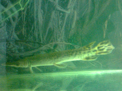 alligator fish ahmedabad