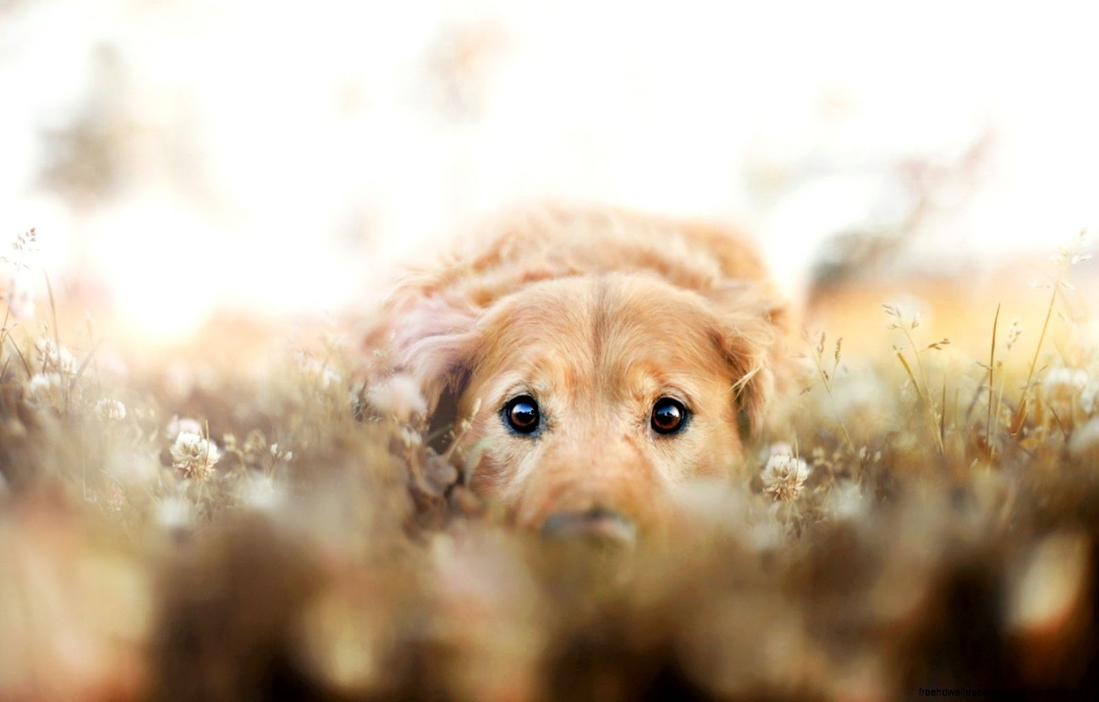 Dog Portrait Photography Pets Dog Portrait Photography Pets