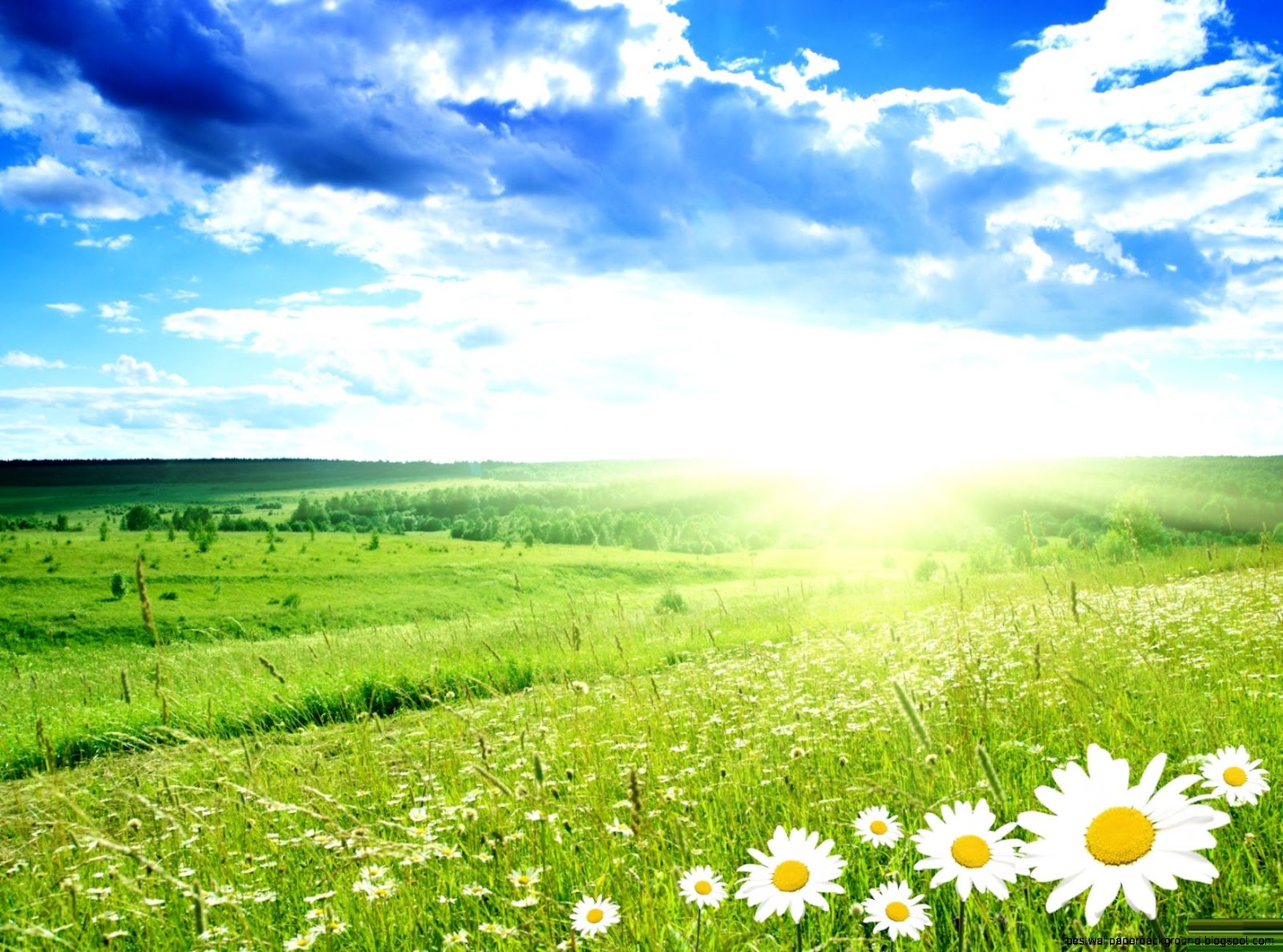 Beautiful Flower Landscapes Beautiful Flower Landscapes