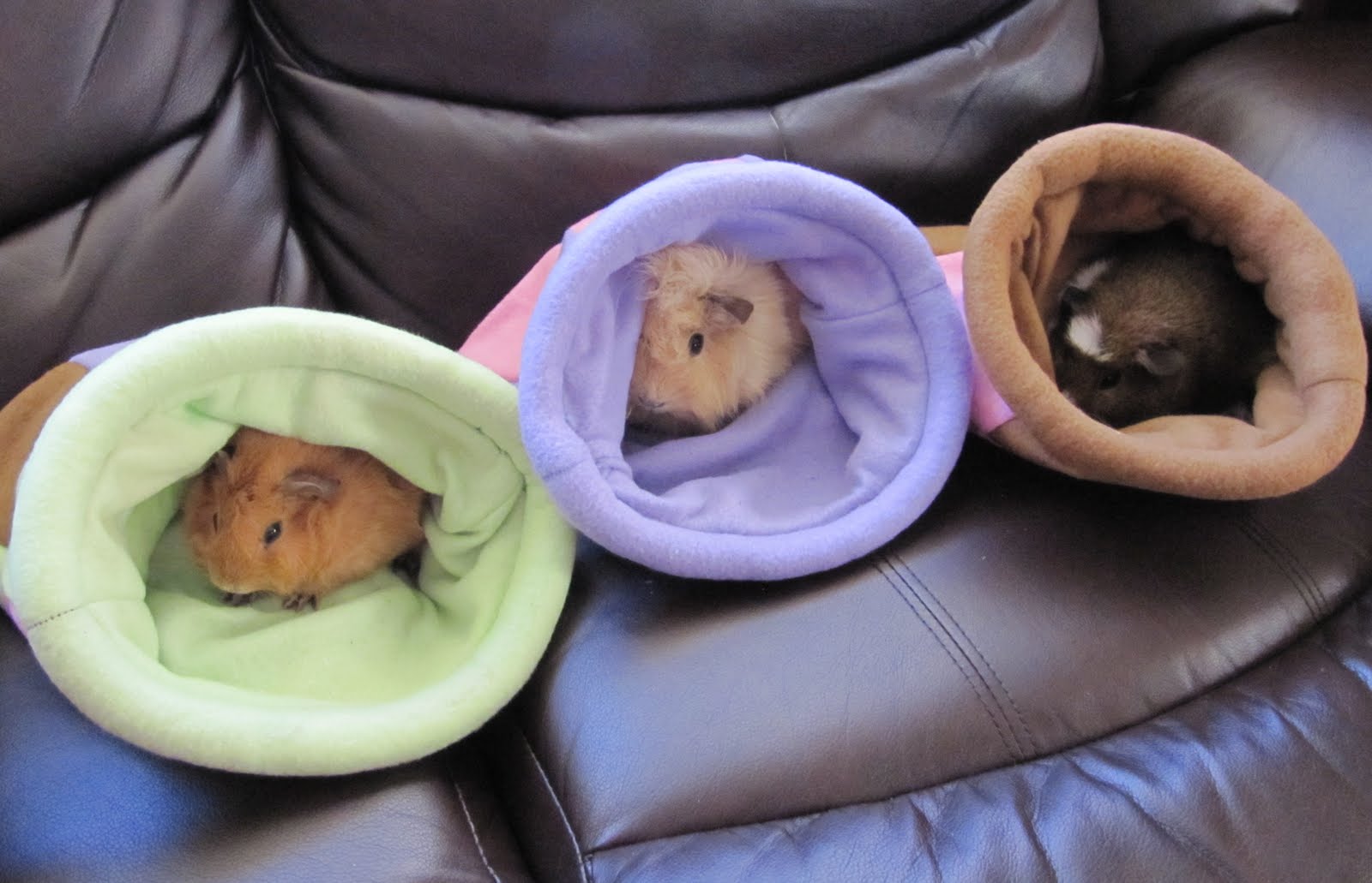 All Things Guinea Pig My Cuddle Sacks Arrived!