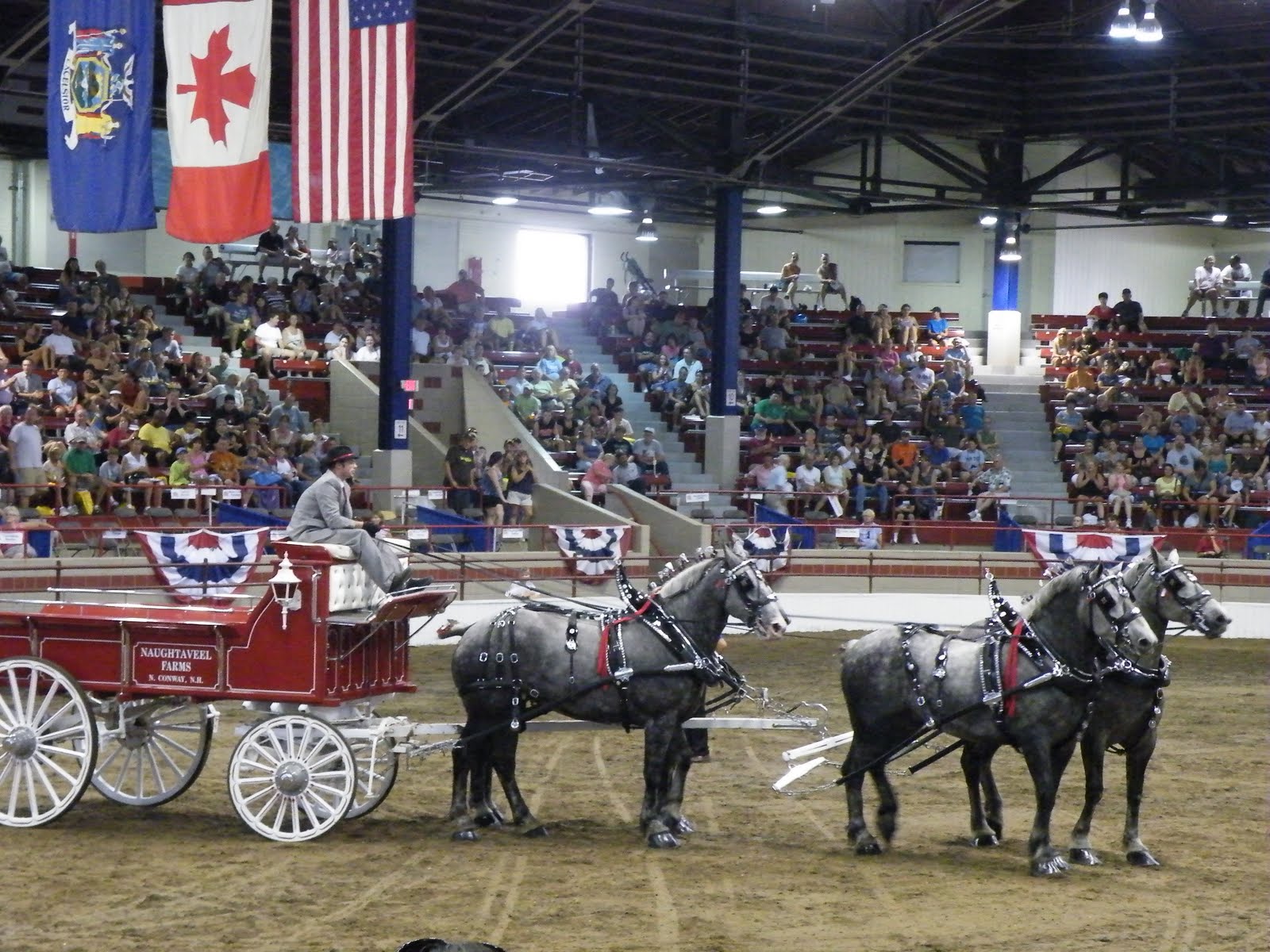 Evenstar Art the draft marathon 4 horse hitch