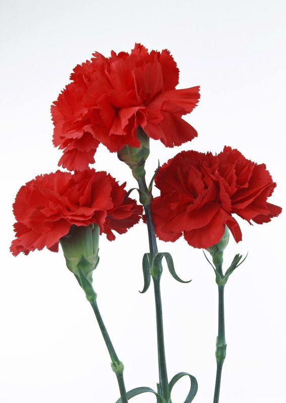 Native American Jewelry January Birth Flower The Carnation