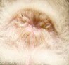 cat%2Bbutthole.jpg