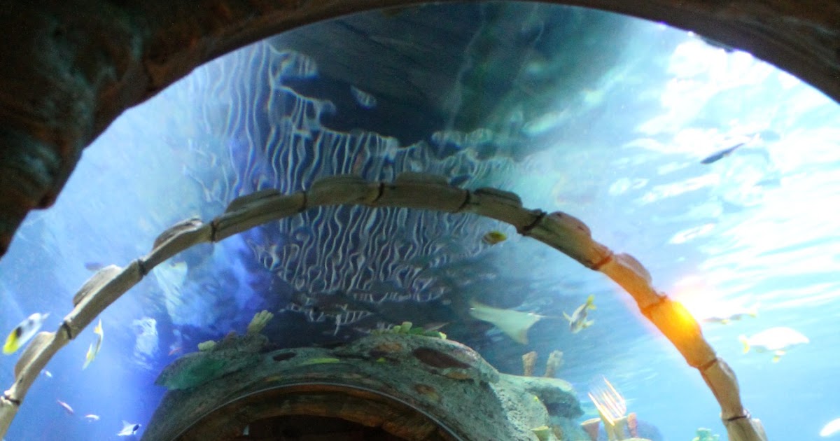 The Missouri Mom Sea Life Aquarium Kansas City, MO