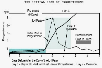 Dog Progesterone Chart