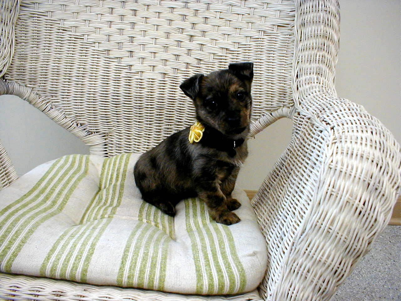 Latest Funny Pictures: Cute Black Puppies Pictures And Desktop Wallpapers