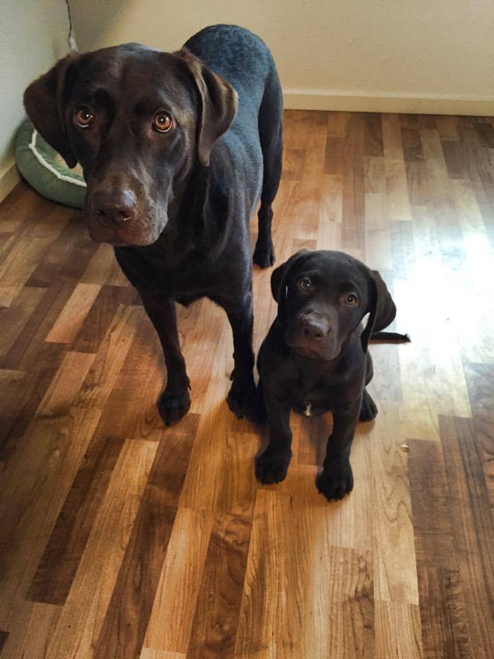 How I Keep My House Clean With Two Dogs