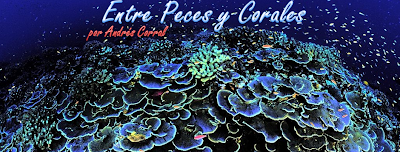 Entre Peces y Corales por Andres Corral