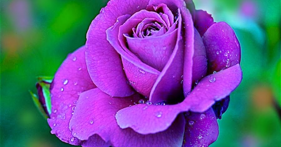 violet rose with water drops hd wallpaper artline feel awesome water backgrounds