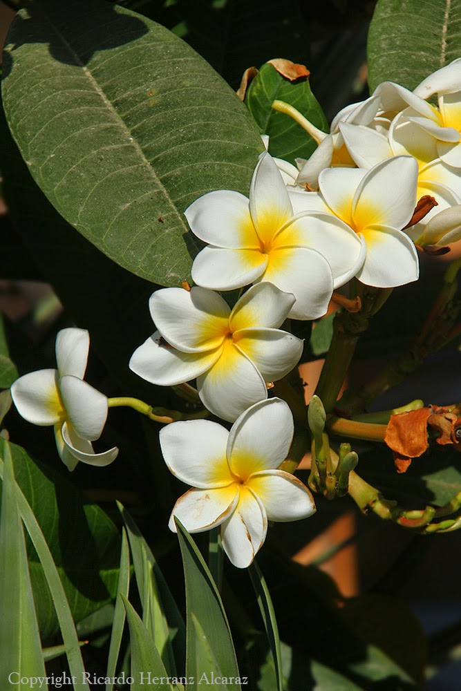 plomeria libertad fotosricardo h plumeria frangipani plomeria libertad fotosricardo h plumeria frangipani