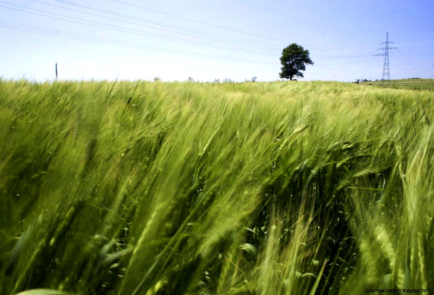 FileGrain agricultural fields Wikimedia Commons FileGrain agricultural fields Wikimedia Commons
