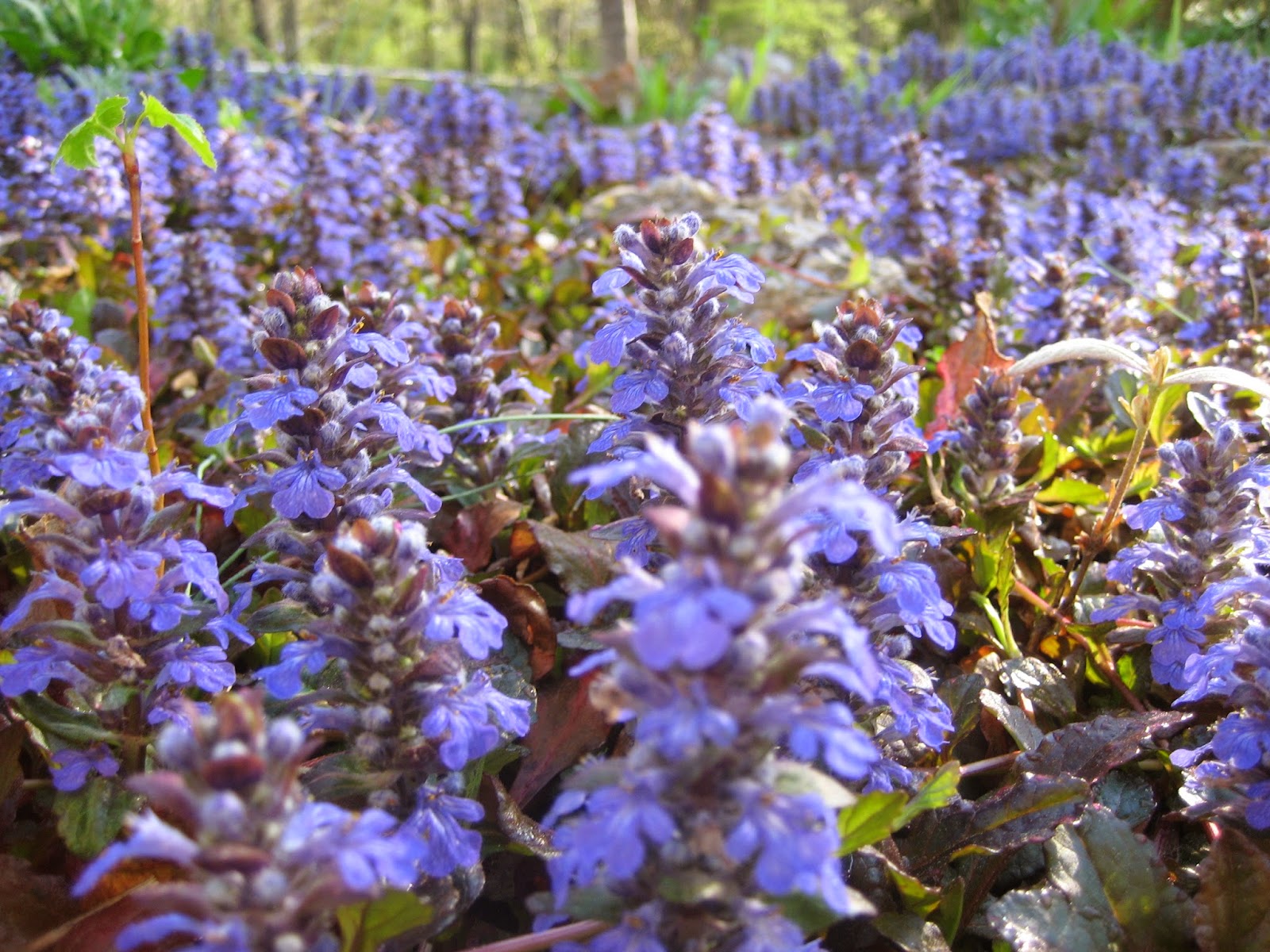 Discovering His Creation Bugleweed (Ajuga reptans)