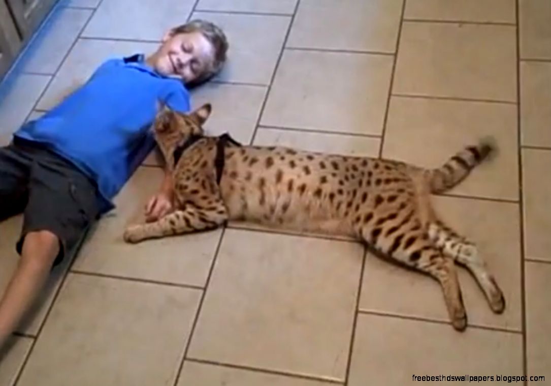 What Is a Savannah Cat What Is a Savannah Cat