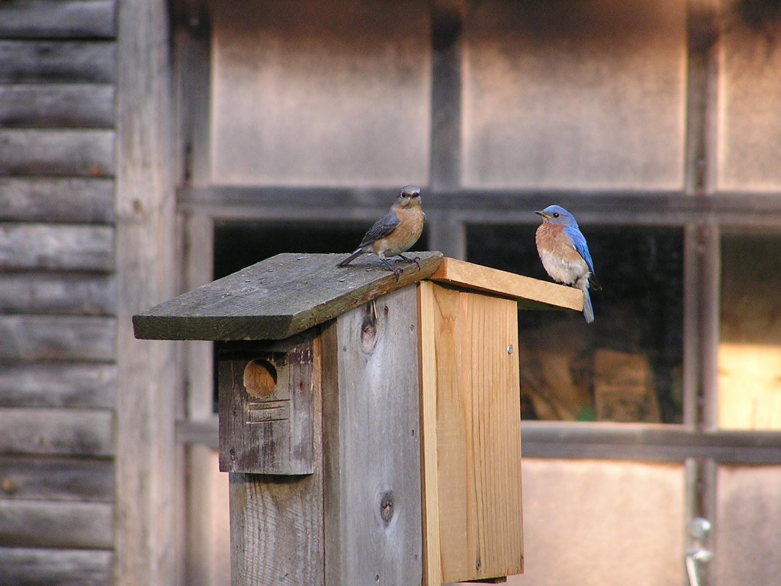 The Cabin Countess : Eastern Bluebirds Can Stay All Winter in Wisconsin