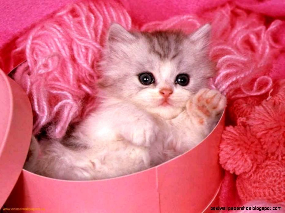 download wallpaper download wallpaper