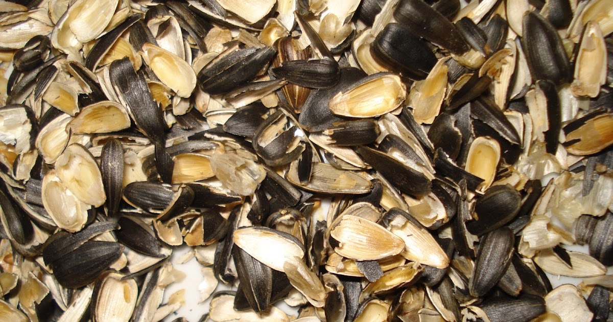 Armenien - Tur &amp; Retur : Fågelfrön