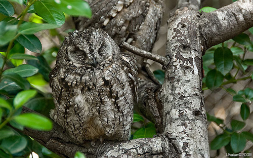 20 Fotos Impressionantes de Corujas Camufladas