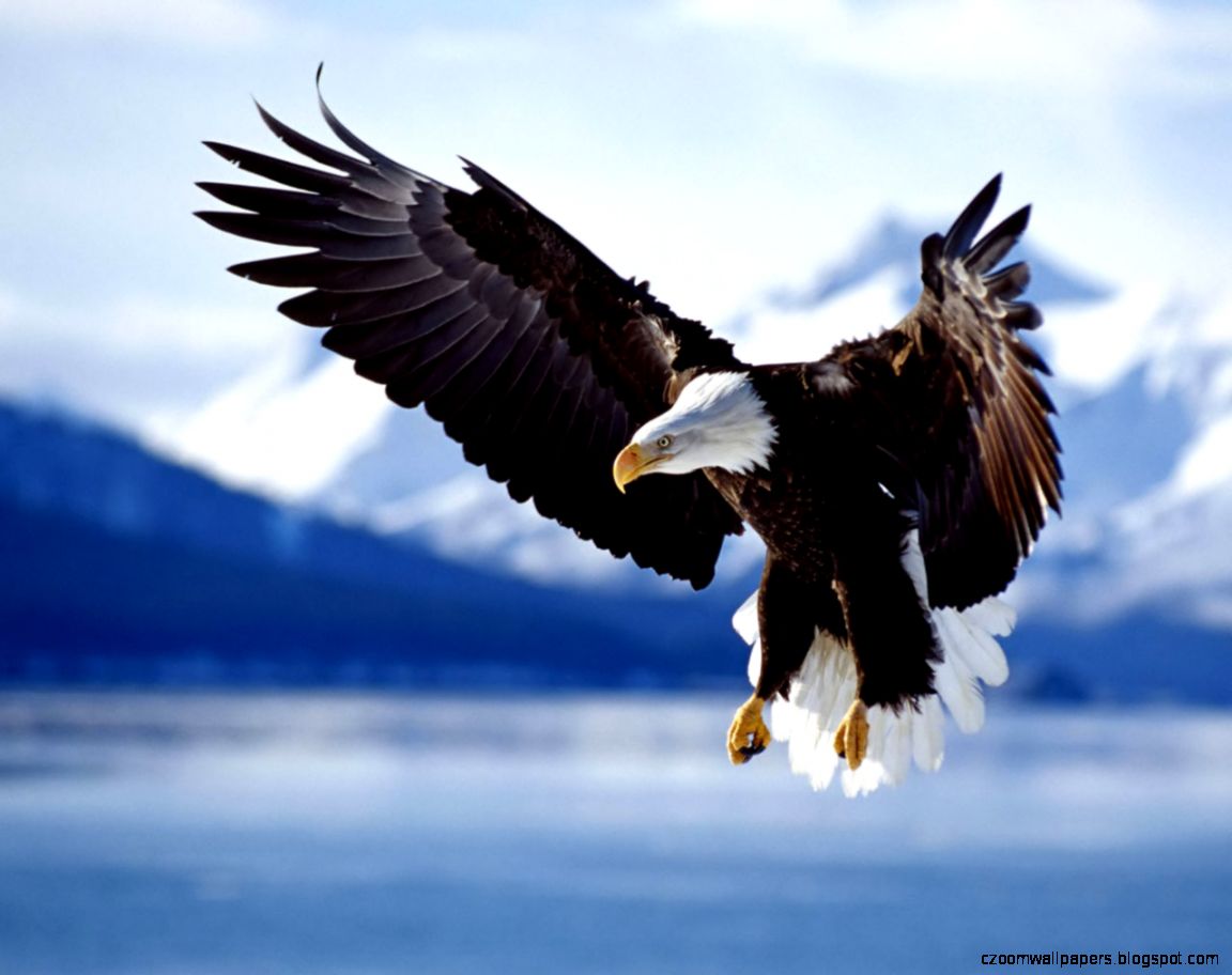 Eagle Wallpaper Beautiful Eagle Birds Wallpaper Gallery Eagle Wallpaper Beautiful Eagle Birds Wallpaper Gallery