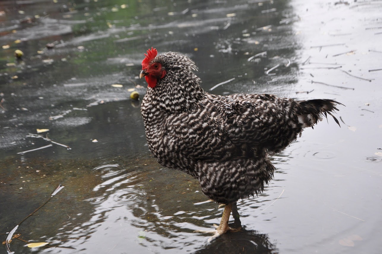 Chickens in the Rain Community Chickens