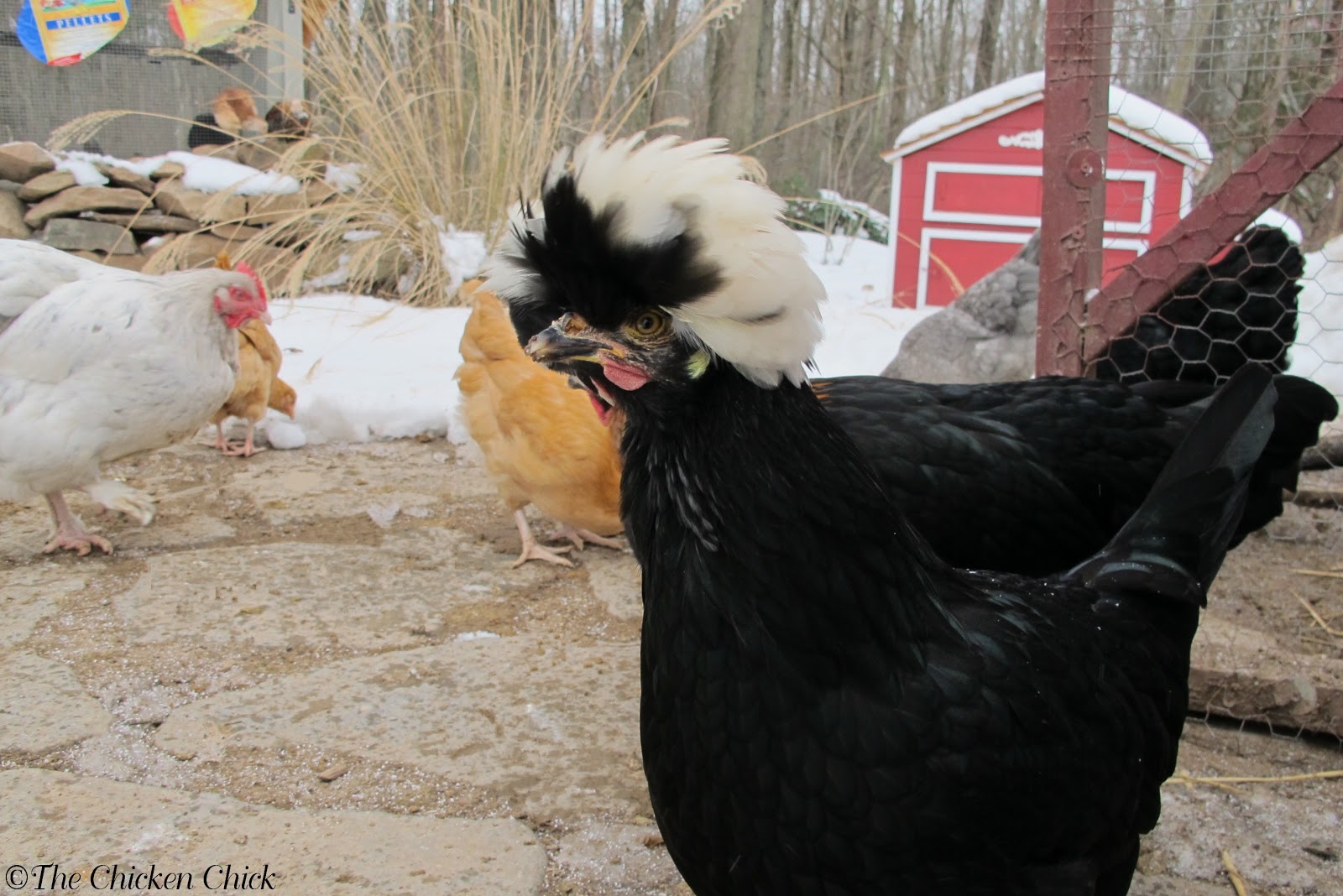 Coop Security Hardware Cloth vs Chicken Wire The Chicken Chick®