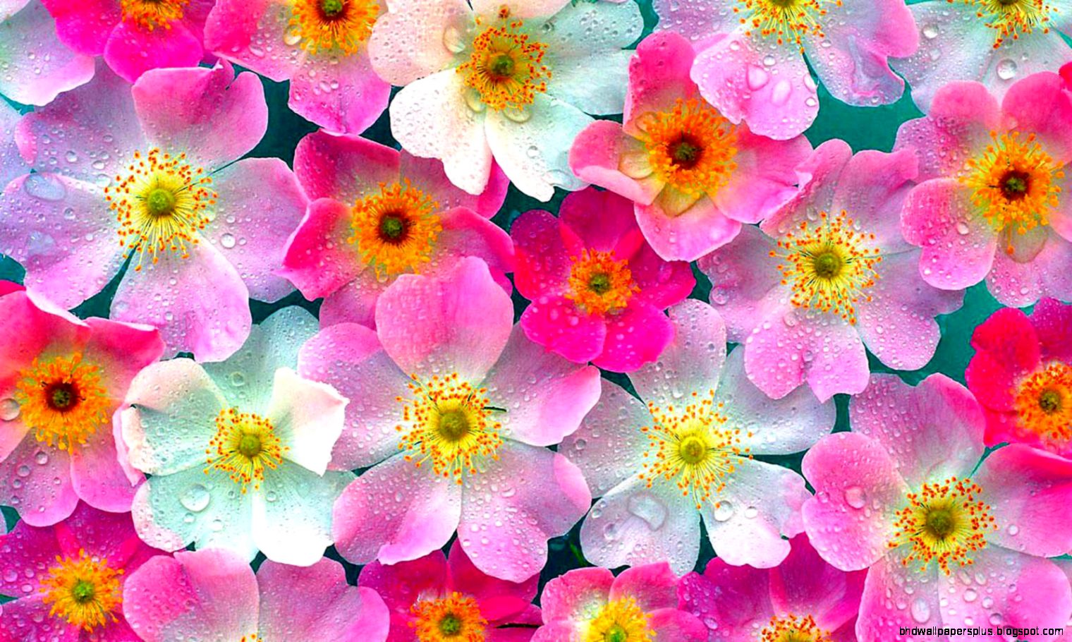 Flowers and Their Meanings in Dreams Flowers and Their Meanings in Dreams