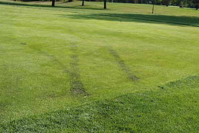Tire tracks from riding carts and extreme heat causes turf damage on golf course fairway