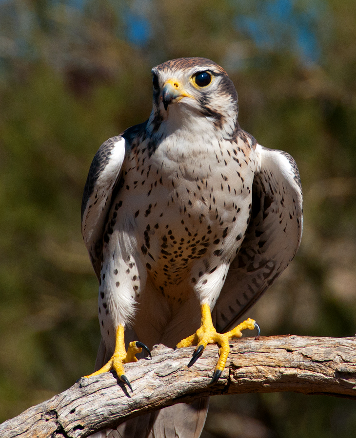 Follow The Sykes Birds Tucson 2012 Part 3