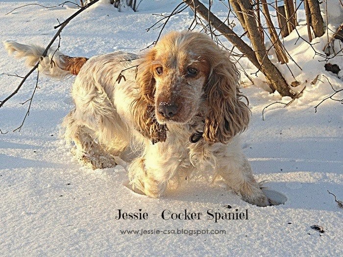 Jessie - Cocker spaniel 