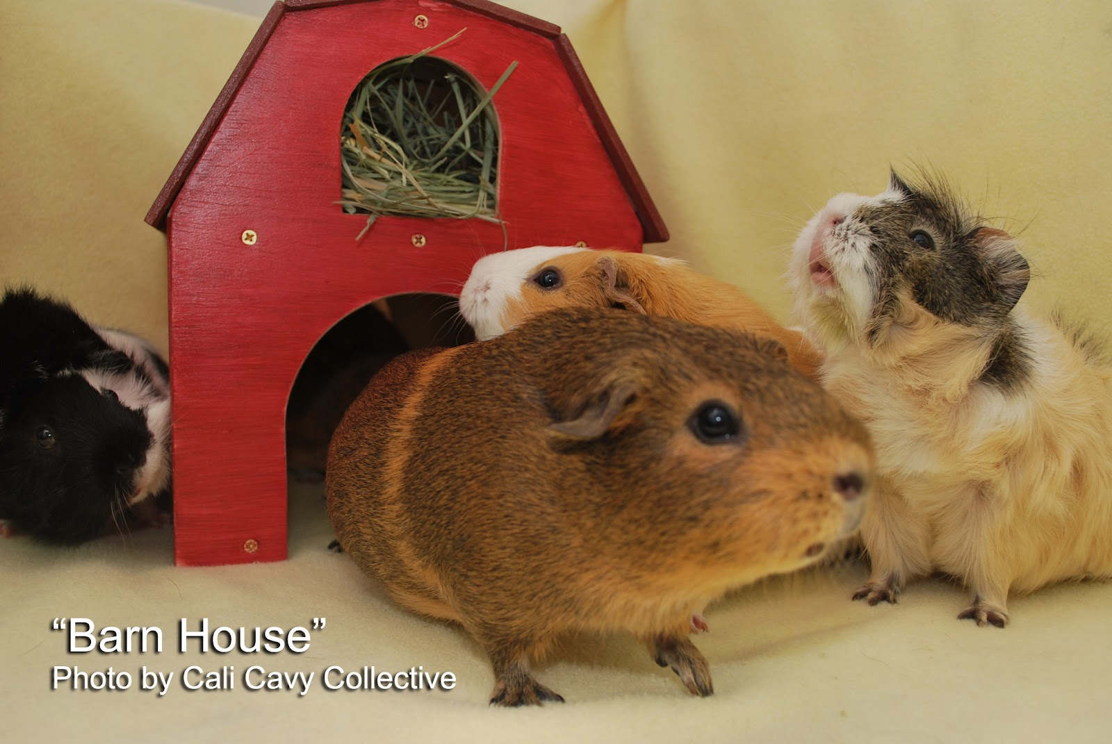Cali Cavy Collective a blog about all things guinea pig Wooden guinea