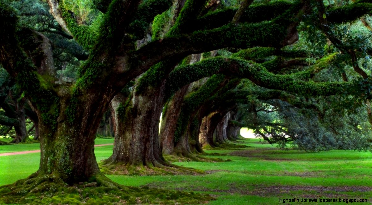 Green woods 02 Wallpapers HD HD Desktop Wallpapers Green woods 02 Wallpapers HD HD Desktop Wallpapers