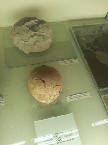 Палеонтологический музей Яйцо динозавра