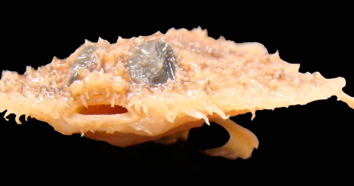 Louisiana pancake batfish Alchetron, the free social encyclopedia