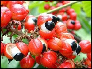 Paullinia cupana, pianta ricca di caffeina