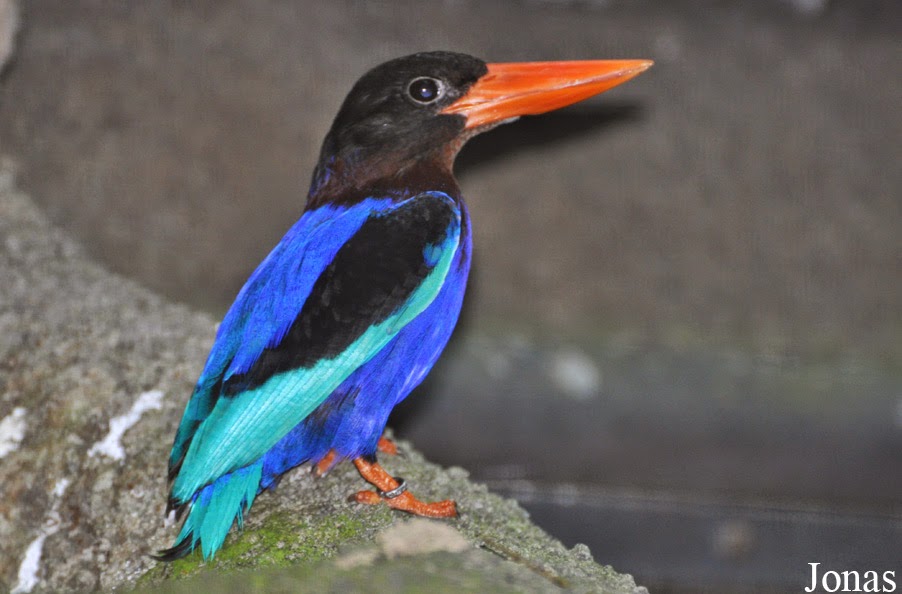 Snipers Koplax 0110 Jenis Burung Yg Ada Disekitar Rawa