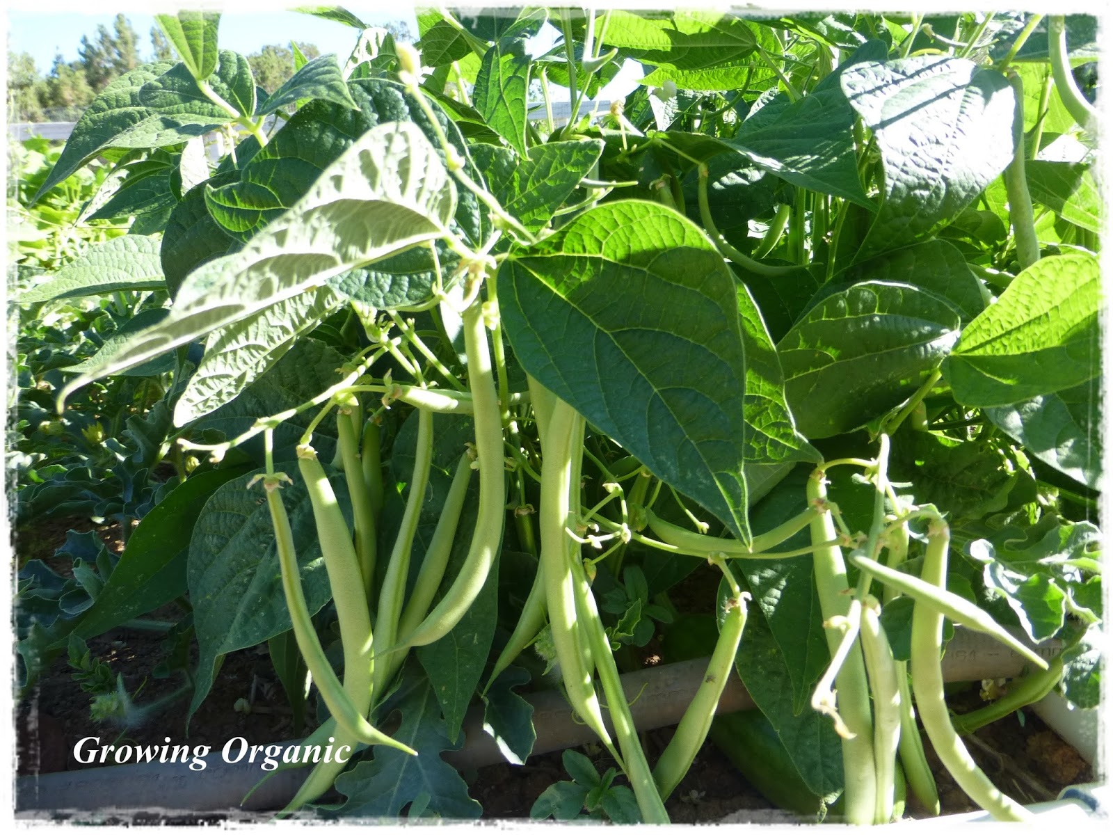 Growing Organic Favorite Green Bean Recipes