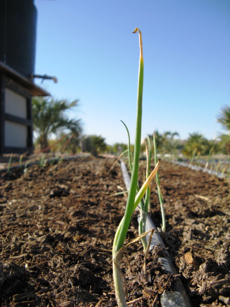 Xtremehorticulture of the Desert March is the Time for Planting Onions